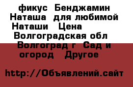 фикус  Бенджамин Наташа  для любимой Наташи › Цена ­ 1 000 - Волгоградская обл., Волгоград г. Сад и огород » Другое   